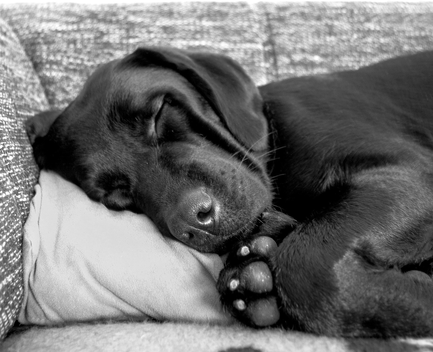 Dog resting on one of the best heated dog pads for winter.