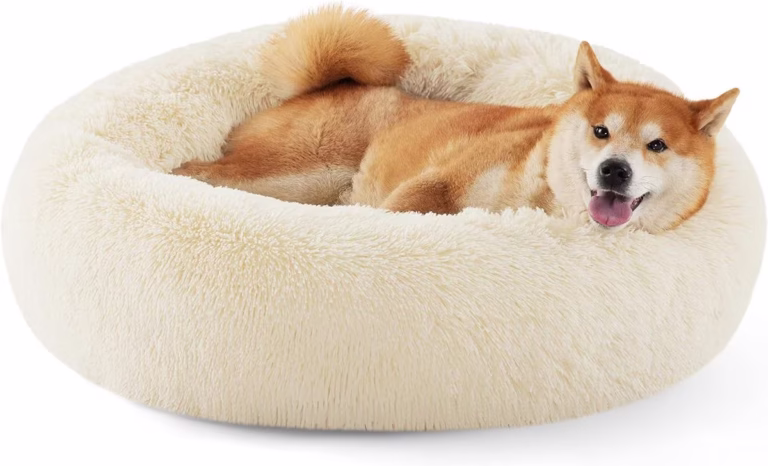 Shibu Inu curled up on a calming dog beds designed for anxious dogs