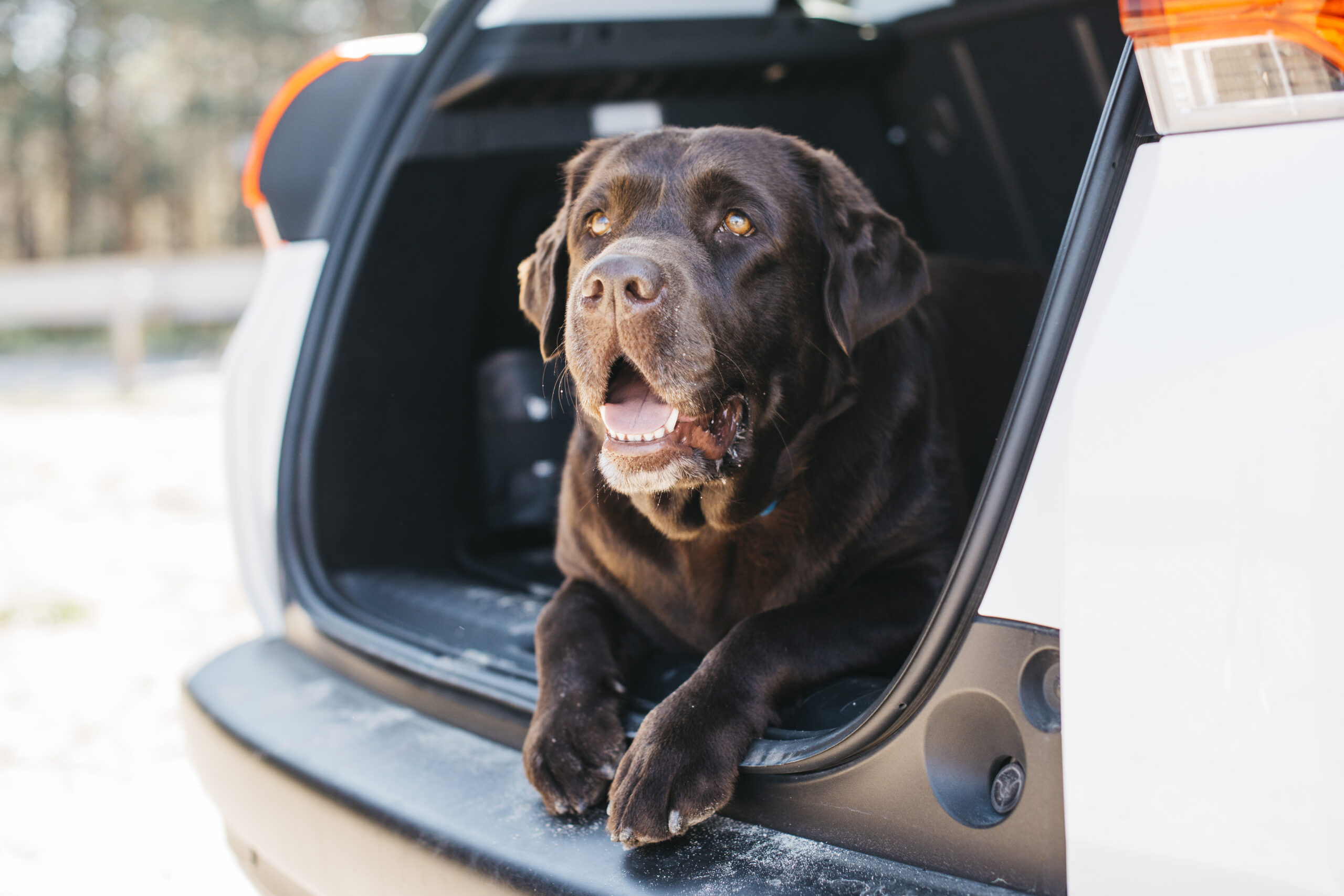 best dog ramps for SUVs - PetSafe Happy Ride Telescoping Dog Ramp