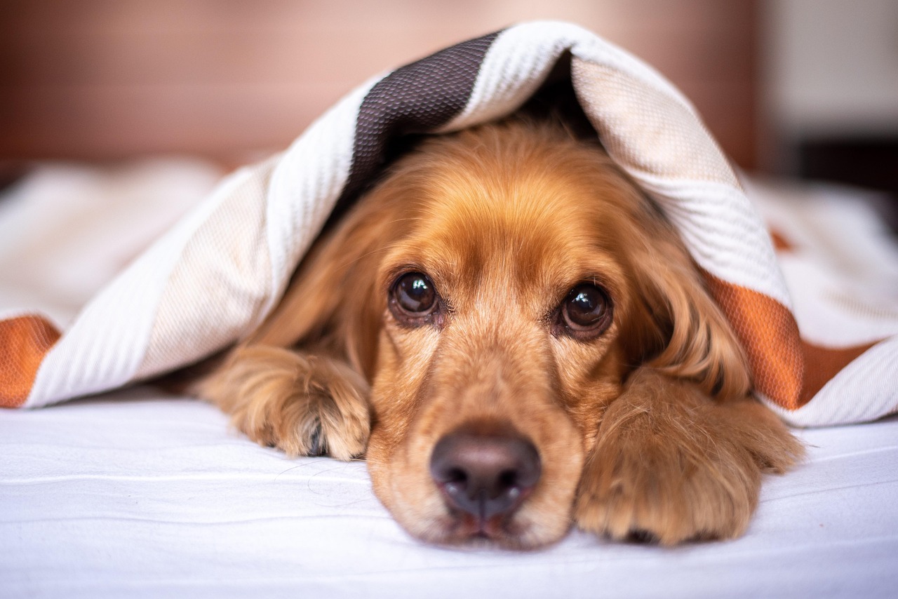 orthopedic dog bed for joint pain relief
