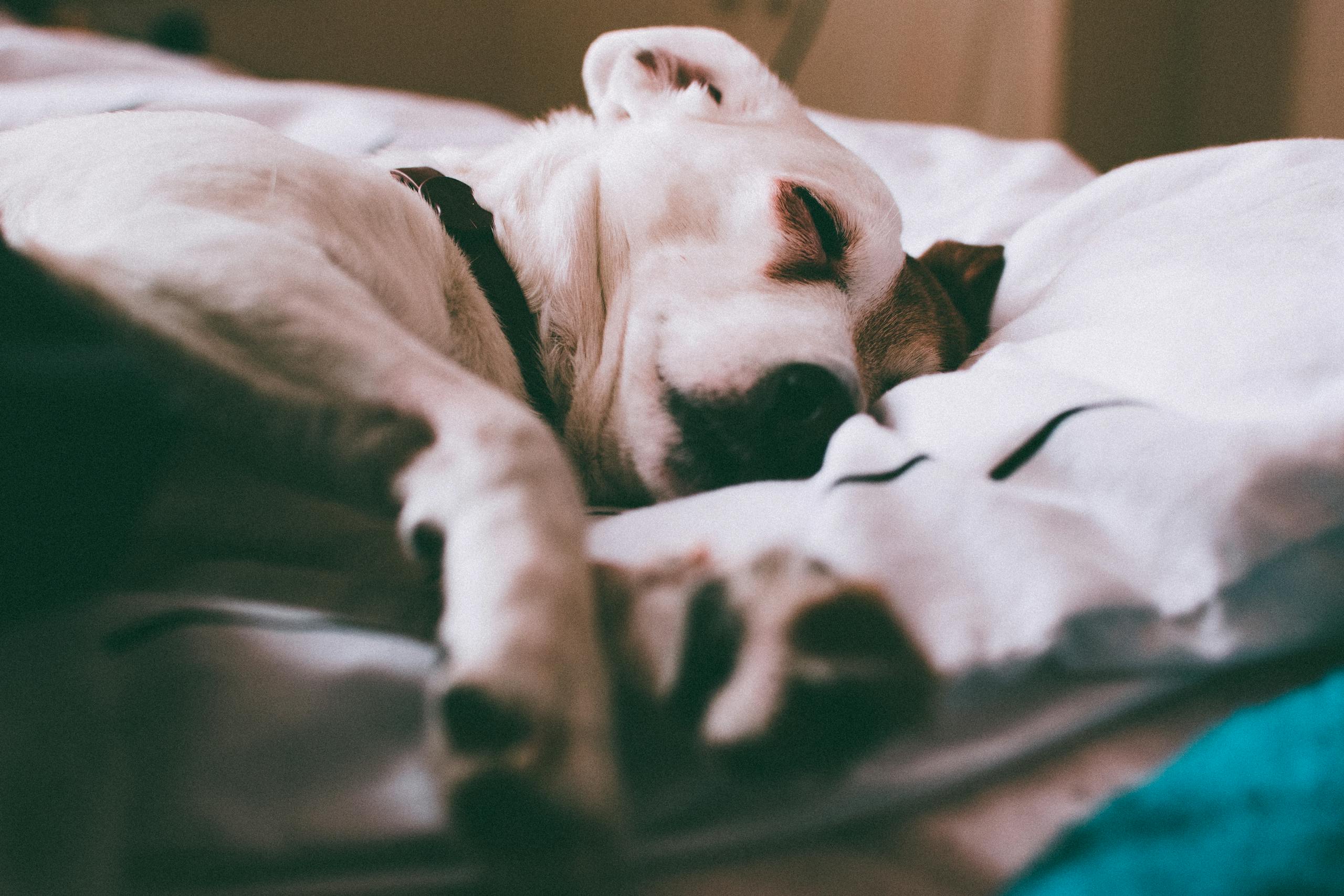 dog arthritis sleep tips