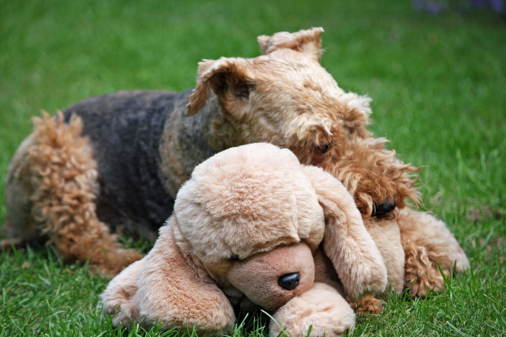 Dog lying with a plush calming toy - Calmeroos Calming Toy Review