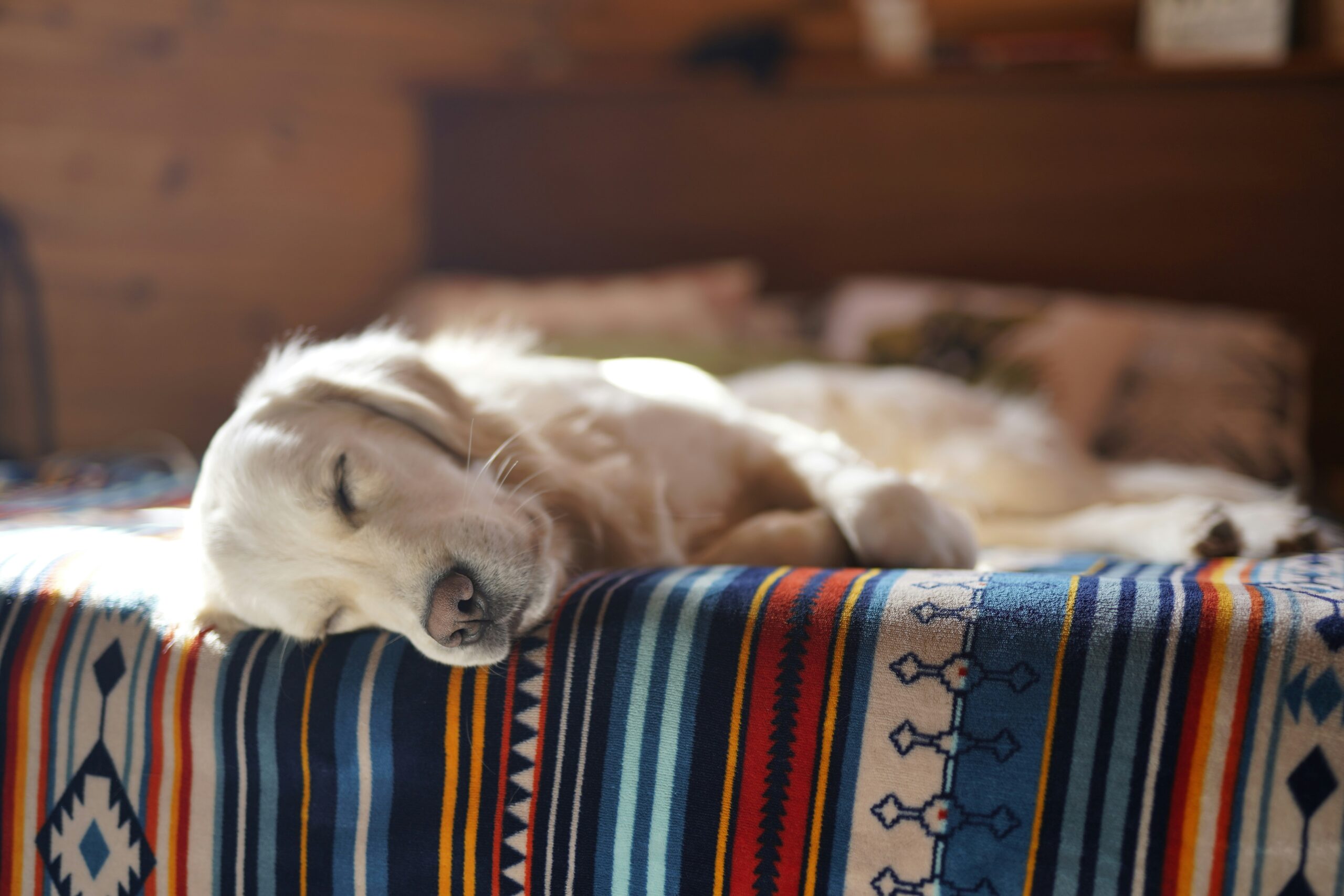 Senior dog sleeping comfortably on a bed – best dog sleeping positions for joint pain relief