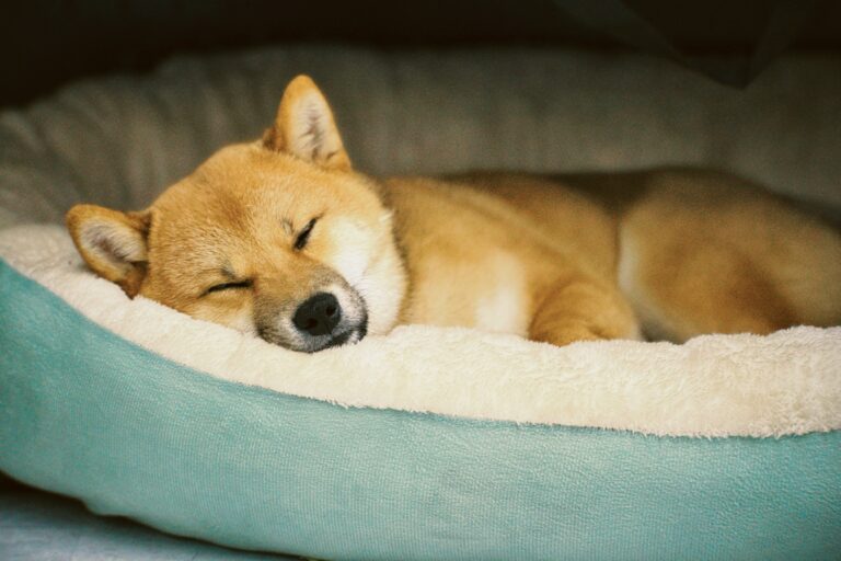 Can calming beds really help dog anxiety - relaxed dog resting on a calming bed