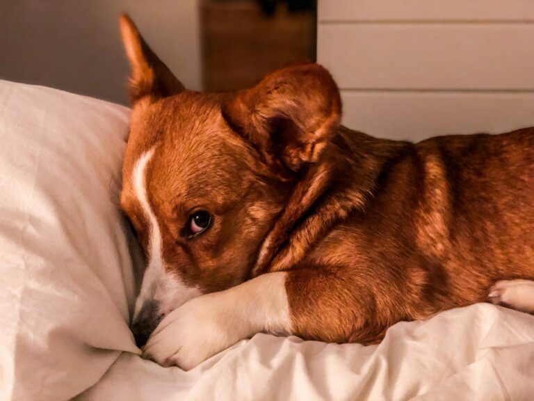 Calming dog chews vs calming beds comparison for anxious dogs