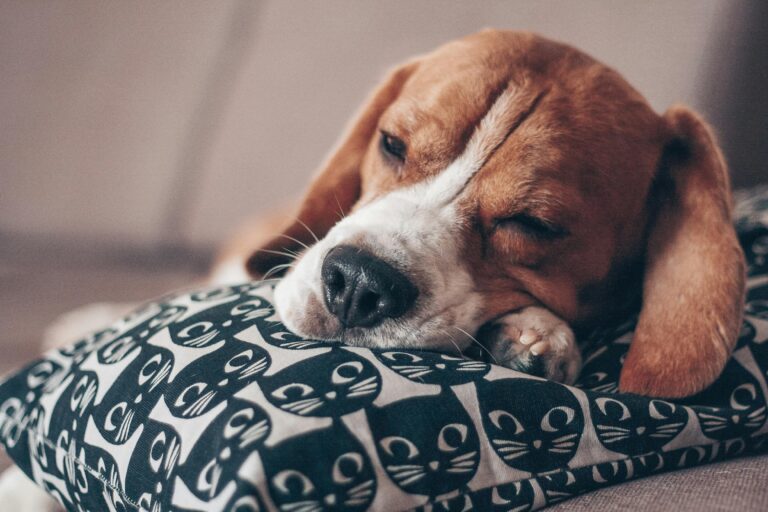 Dog arthritis sleep tips - senior dog resting comfortably