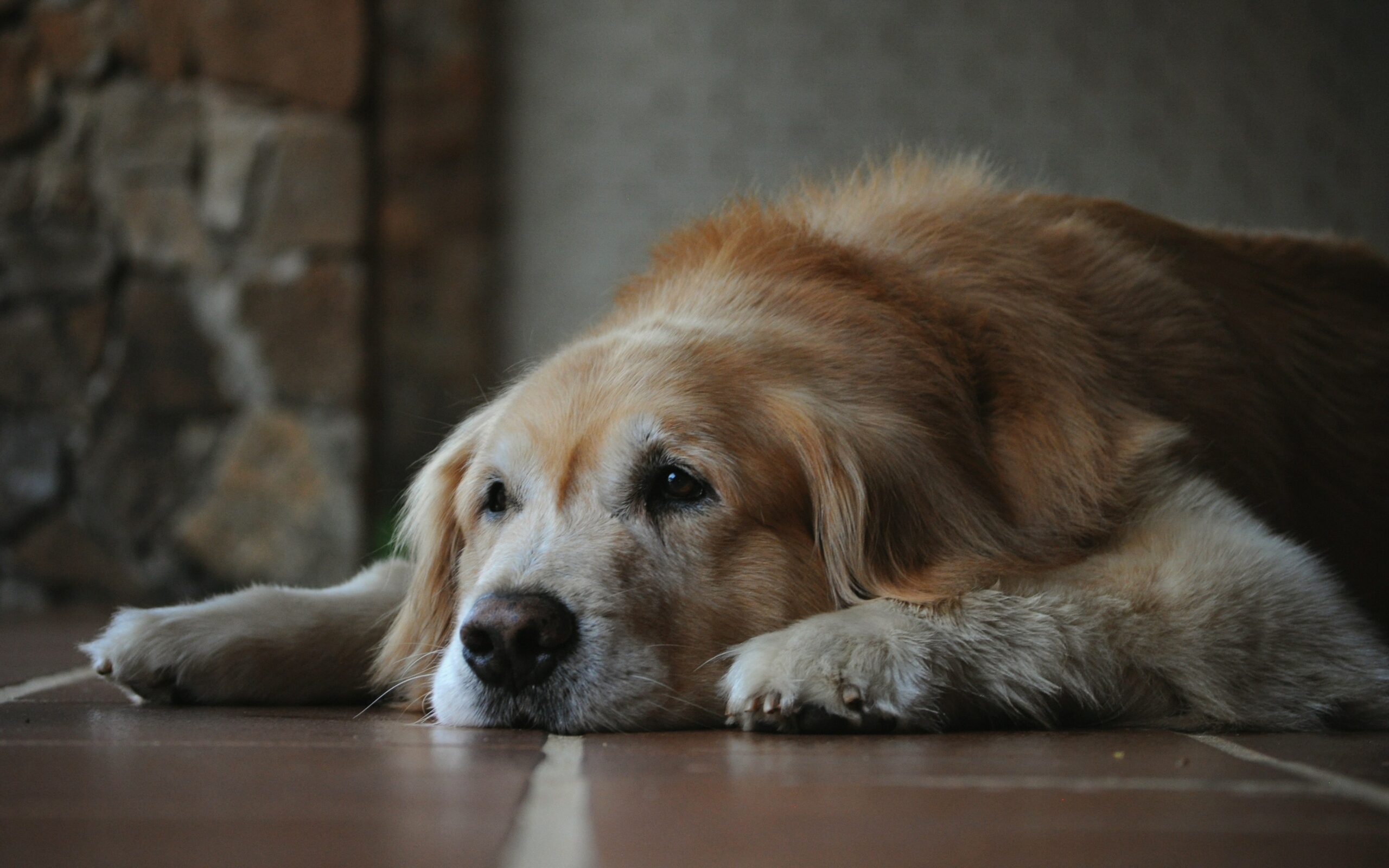 How to introduce a ramp to a senior dog safely