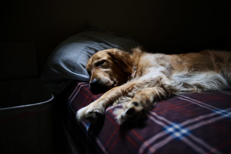 Dog resting safely in a cozy senior dog rest area
