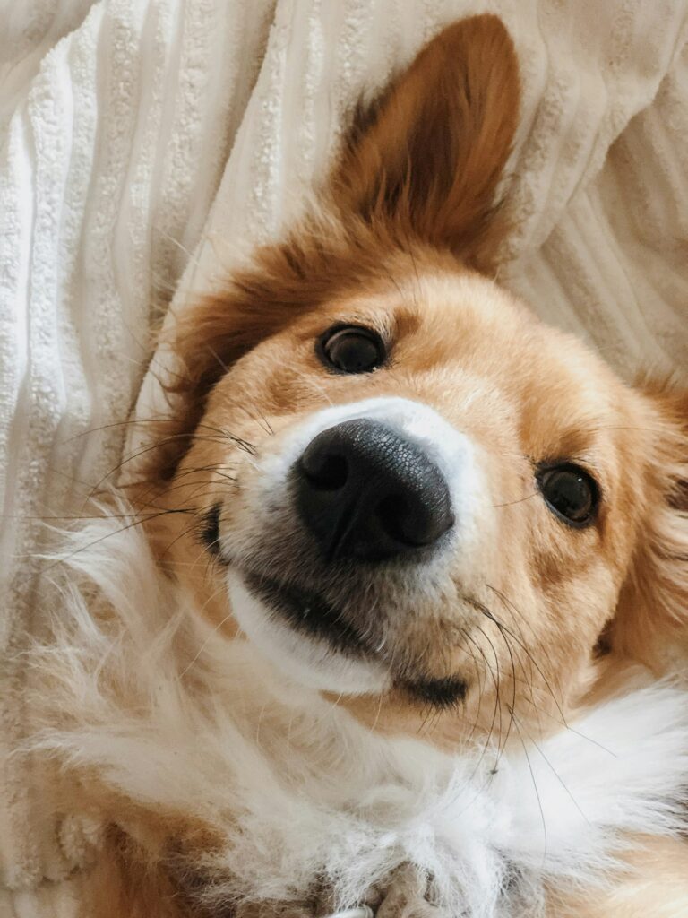 Golden retriever resting in a cozy dog bed, Sheri vs FurHaven comparison
