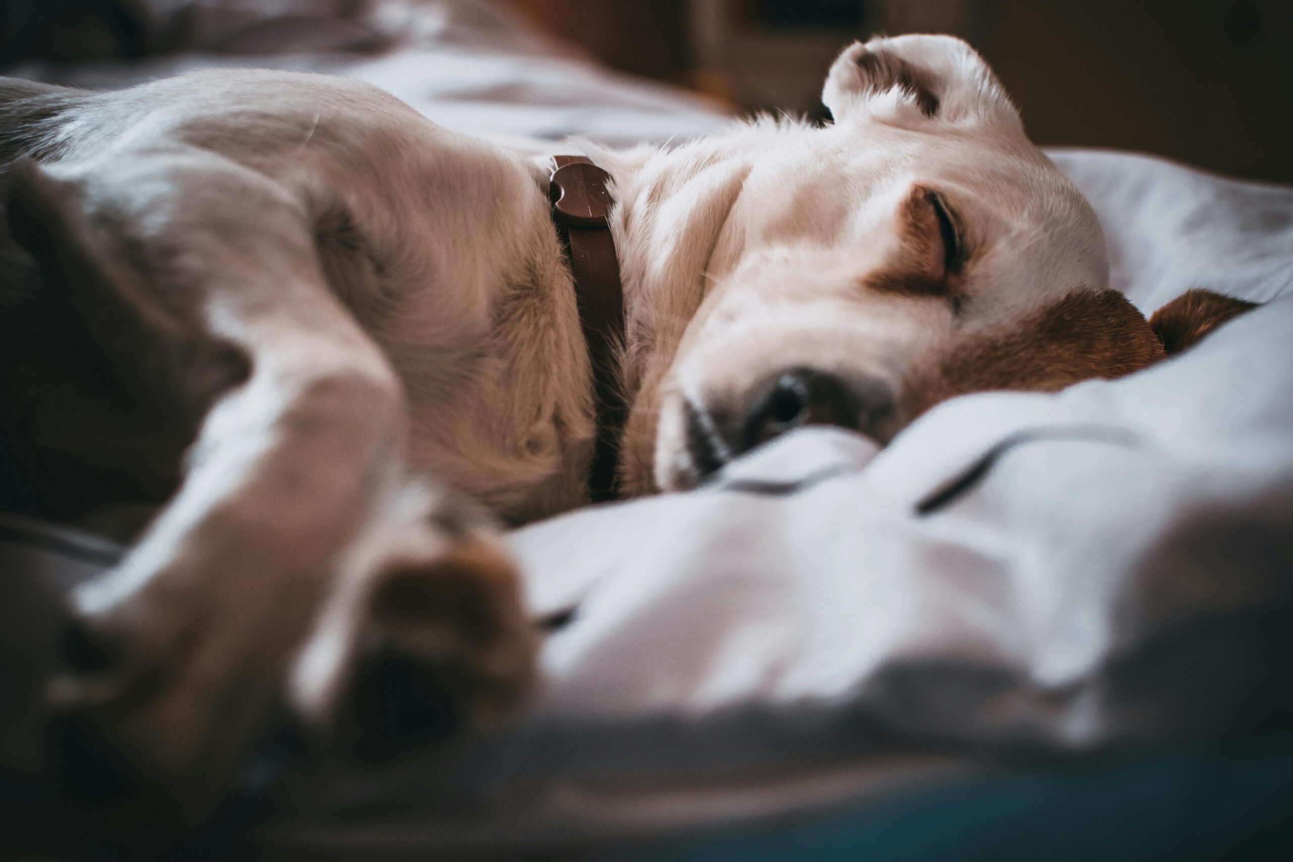 Signs your dog needs a more supportive bed - senior dog resting