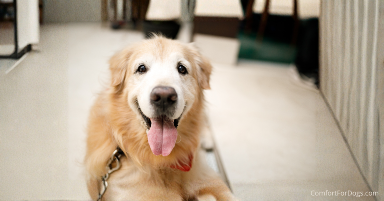 Dog arthritis checklist featuring a senior dog resting comfortably indoors
