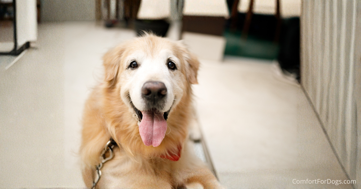Dog arthritis checklist featuring a senior dog resting comfortably indoors