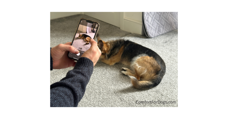 Senior dog mobility assessment checklist helping owners evaluate movement and joint health