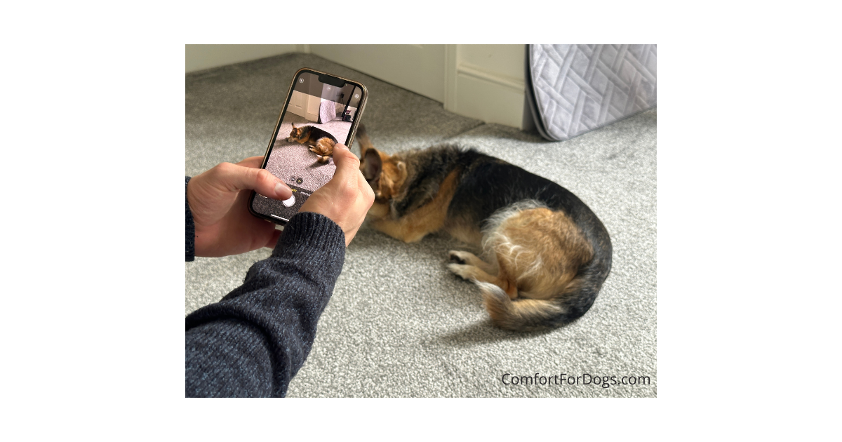 Senior dog mobility assessment checklist helping owners evaluate movement and joint health